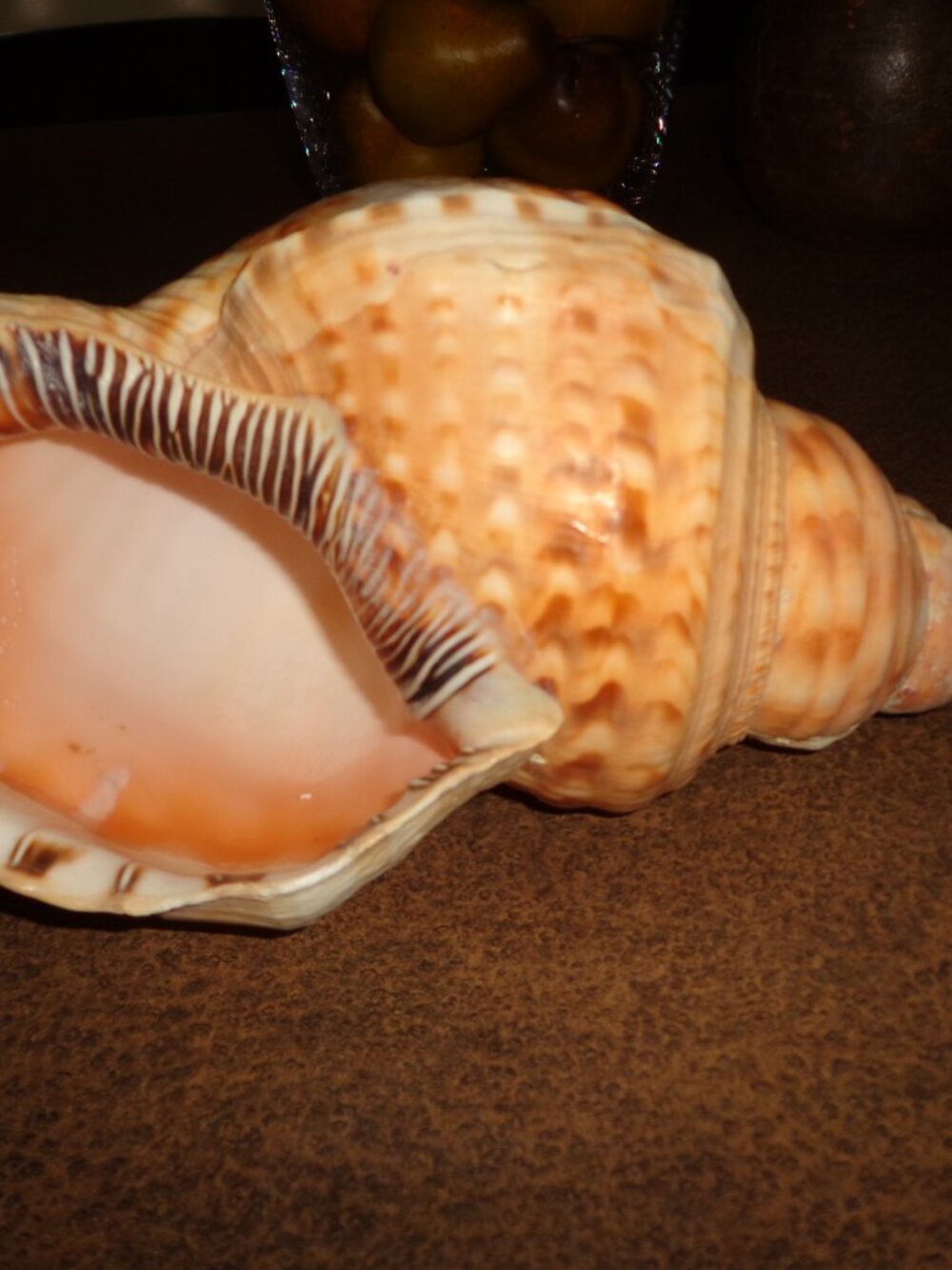 Sea Shell Gold Tritons 12" Nature's Beauty